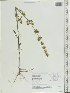 Смолевка днепровская (Gruner) Walters, Восточная Европа, Центральный район (E4) (Россия)