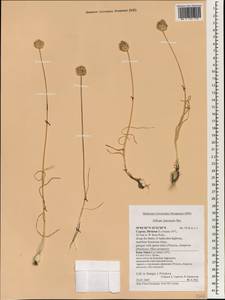 Allium junceum Sm., Зарубежная Азия (ASIA) (Кипр)