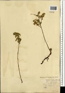 Спирея средняя, Таволга средняя Schmidt, Монголия (MONG) (Монголия)