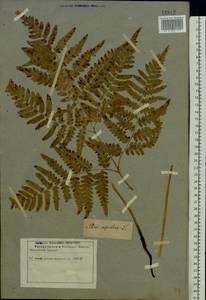 Pteridium aquilinum subsp. pinetorum (C. N. Page & R. R. Mill) J. A. Thomson, Восточная Европа, Восточный район (E10) (Россия)