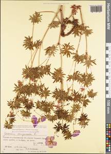 Герань кроваво-красная L., Кавказ, Южная Осетия (K4b) (Южная Осетия)