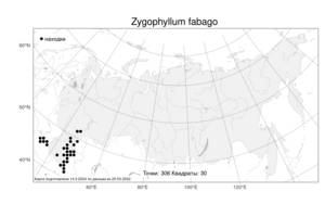 Zygophyllum fabago, Парнолистник обыкновенный L., Атлас флоры России (FLORUS) (Россия)
