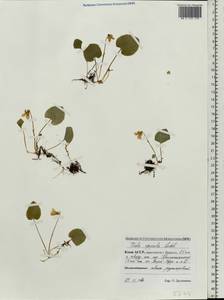 Фиалка лысая Ledeb., Восточная Европа, Северный район (E1) (Россия)