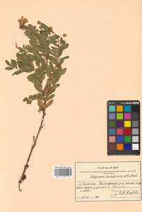 Копеечник копеечниковый (L.) Schinz & Thell., Сибирь, Дальний Восток (S6) (Россия)