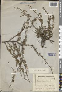 Спирея зверобоелистная, Таволга зверобоелистная L., Зарубежная Азия (ASIA) (КНР)