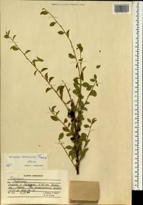 Prunus verrucosa Franch., Зарубежная Азия (ASIA) (Афганистан)