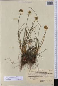 Allium jakuticum Sinitsyna & N.Friesen, Сибирь, Якутия (S5) (Россия)