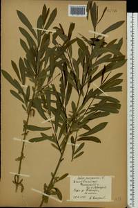 Ива пурпурная, Ива пурпуровая L., Восточная Европа, Центральный лесостепной район (E6) (Россия)