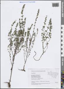 Очанка, Восточная Европа, Центральный район (E4) (Россия)