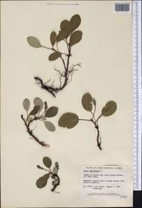 Ива сетчатая L., Америка (AMER) (Канада)