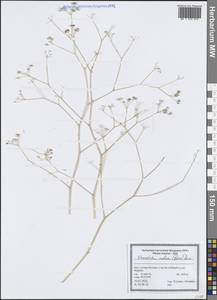 Elaeosticta nodosa (Boiss.) Boiss., Зарубежная Азия (ASIA) (Иран)