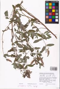 MHA 0 158 427, Мята длиннолистная (L.) L., Восточная Европа, Южно-Украинский район (E12) (Украина)