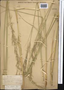 Neotrinia splendens (Trin.) M.Nobis, P.D.Gudkova & A.Nowak, Средняя Азия и Казахстан, Муюнкумы, Прибалхашье и Бетпак-Дала (M9) (Казахстан)