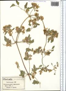 Ломонос восточный L., Средняя Азия и Казахстан, Северный и Центральный Тянь-Шань (M4) (Киргизия)