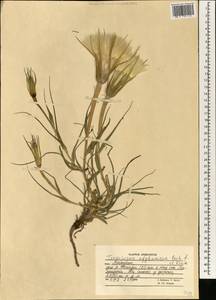Tragopogon dubius subsp. dubius, Зарубежная Азия (ASIA) (Афганистан)