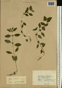 Мята полевая L., Восточная Европа, Центральный район (E4) (Россия)