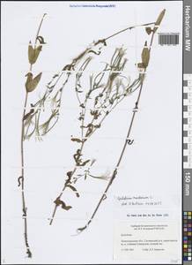 Кипрей горный L., Восточная Европа, Северо-Западный район (E2) (Россия)