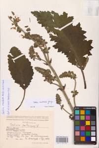 Salvia revelata Mátis & A.Z.Szabó, Восточная Европа, Ростовская область (E12a) (Россия)
