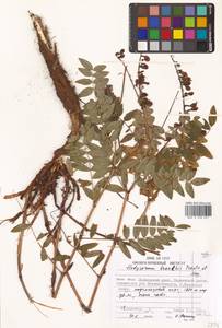 Копеечник Бранта Trautv. & C.A.Mey., Сибирь, Дальний Восток (S6) (Россия)