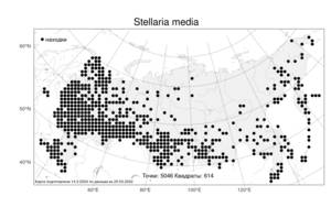 Stellaria media, Звездчатка средняя, Мокрица (L.) Vill., Атлас флоры России (FLORUS) (Россия)