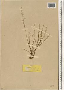 Thesium divaricatum Jan ex Mert. & Koch, Зарубежная Азия (ASIA) (Турция)