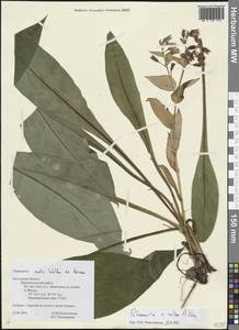 Pulmonaria × notha A.Kern., Восточная Европа, Центральный район (E4) (Россия)