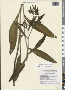 Symphytum tanaicense Steven, Восточная Европа, Центральный лесостепной район (E6) (Россия)