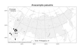 Anacamptis palustris, Анакамптис болотный (Jacq.) R.M.Bateman, Pridgeon & M.W.Chase, Атлас флоры России (FLORUS) (Россия)
