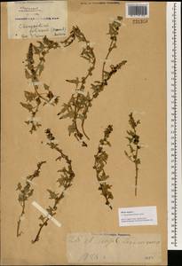 Blitum virgatum subsp. virgatum, Зарубежная Азия (ASIA) (КНР)