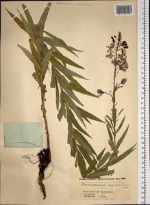 Chamaenerion angustifolium subsp. angustifolium, Сибирь, Западная Сибирь (S1) (Россия)