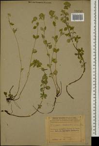 Ziziphora clinopodioides subsp. pseudodasyantha (Rech.f.) Rech.f., Кавказ, Азербайджан (K6) (Азербайджан)