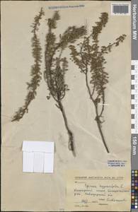 Спирея зверобоелистная, Таволга зверобоелистная L., Средняя Азия и Казахстан, Северный и Центральный Казахстан (M10) (Казахстан)