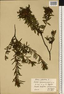 Рододендрон войлочный (Stokes) Harmaja, Восточная Европа, Восточный район (E10) (Россия)