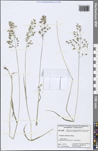 Sibirotrisetum sibiricum (Rupr.) Barberá, Сибирь, Центральная Сибирь (S3) (Россия)