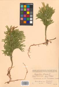 Dendrolycopodium obscurum (L.) A.Haines, Сибирь, Дальний Восток (S6) (Россия)