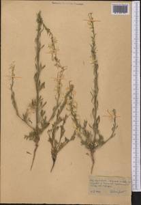 Живокость, Средняя Азия и Казахстан, Каракумы (M6) (Туркмения)