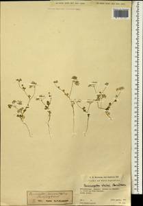 Psammogeton ranunculifolius (Boiss.) Engstrand, Зарубежная Азия (ASIA) (Пакистан)