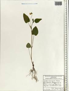 Фиалка Руппа All., Восточная Европа, Московская область и Москва (E4a) (Россия)