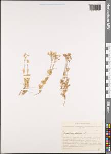 Ясколка полевая L., Сибирь, Алтай и Саяны (S2) (Россия)