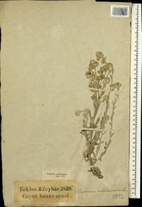 Vellereophyton dealbatum (Thunb.) Hilliard & B.L.Burtt, Африка (AFR) (ЮАР)
