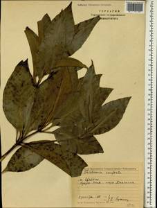 Lophostemon confertus (R.Br.) Peter G.Wilson & J.T.Waterh., Зарубежная Азия (ASIA) (Шри-Ланка)