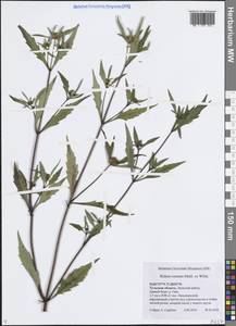 Череда сростнолопастная Muhl. ex Willd., Восточная Европа, Центральный район (E4) (Россия)