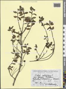 Ладанник шалфеелистный L., Кавказ, Грузия (K4) (Грузия)