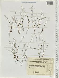 Тригонотис булавовидный (Trevis.) Benth. ex Baker & S. Moore, Сибирь, Дальний Восток (S6) (Россия)