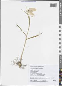 Рябчик шахматный L., Восточная Европа, Московская область и Москва (E4a) (Россия)