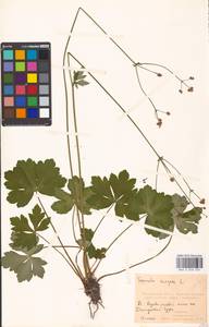 Подлесник европейский L., Восточная Европа, Московская область и Москва (E4a) (Россия)