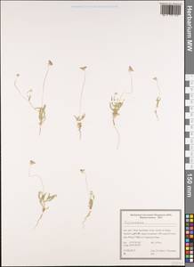 Dipsacaceae, Зарубежная Азия (ASIA) (Иран)