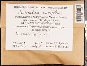 Psilopilum cavifolium (Wilson) I. Hagen, Гербарий мохообразных, Мхи - Якутия (B19) (Россия)
