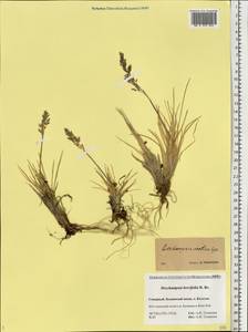 Deschampsia cespitosa subsp. septentrionalis Chiapella, Восточная Европа, Северный район (E1) (Россия)