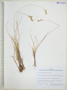 Anthoxanthum monticola (Bigelow) Veldkamp, Сибирь, Дальний Восток (S6) (Россия)
